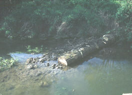 Jetzt: Baumstämme als natürlicher Uferschutz
